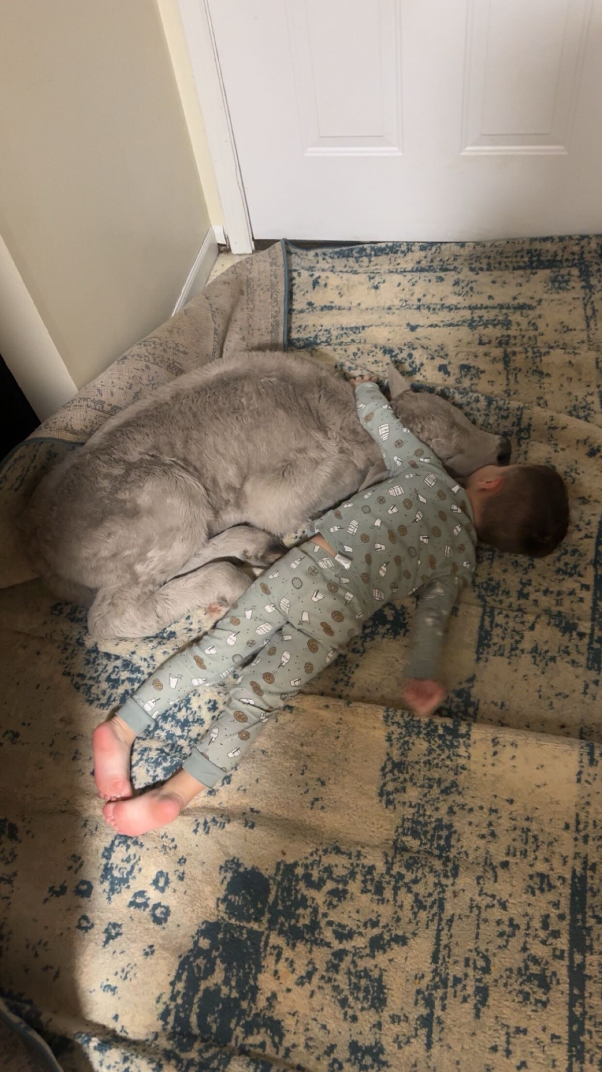 24일(현지시간) 미국 켄터키주 마운트 스털링의 한 목장주 부부 태너 소렐과 메이시 소렐이 혹한 속에 태어난 송아지를 집안으로 들이자, 송아지는 주인집 3살 아들 그레고리 소렐과 함께 누워 몸을 녹이고 있다. 2026.1.24 켄터키 AP 연합뉴스(메이시 소렐 제공)