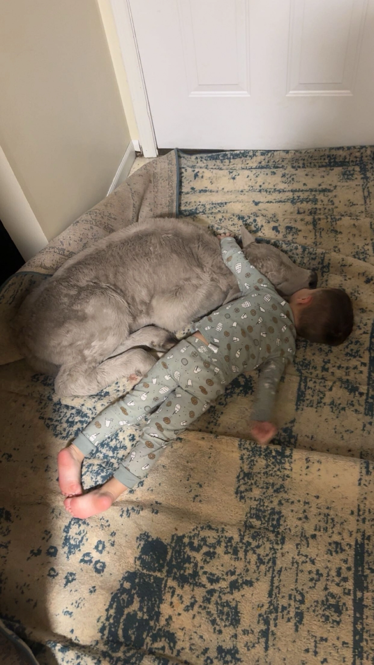 24일(현지시간) 미국 켄터키주 마운트 스털링의 한 목장주 부부 태너 소렐과 메이시 소렐이 혹한 속에 태어난 송아지를 집안으로 들이자, 송아지는 주인집 3살 아들 그레고리 소렐과 함께 누워 몸을 녹이고 있다. 2026.1.24 켄터키 AP 연합뉴스(메이시 소렐 제공)