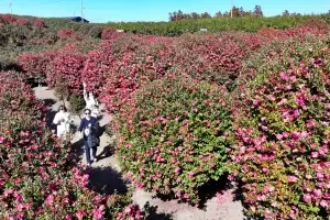 제주 봄의 전령 동백꽃 만발