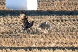 멸종위기 참매-말똥갈이, 울산 울주 들녘서 ‘먹이 쟁탈전’