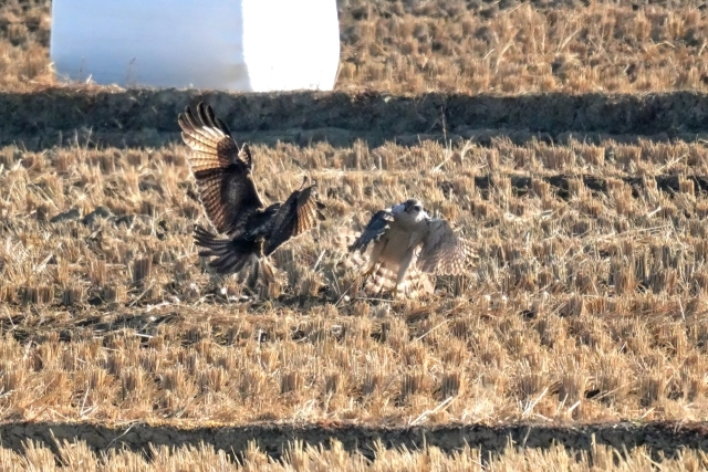 멸종위기종인 참매(오른쪽)와 말똥가리가 지난 1월 16일 오전 울산 울주군 온양읍 동상리 들녘에서 사냥한 먹이를 놓고 싸움을 벌이고 있다. 윤기득 사진작가 제공