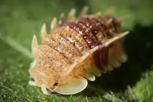 美 동물 애호가 사이에서 독보적 인기…이 등각류의 정체는?