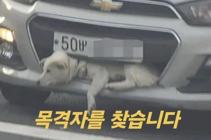 경남 김해의 한 도로에서 백구가 차량 앞 범퍼에 끼어 들어가 있는 모습. 온라인 커뮤니티에 사진이 확산하고 한 동물보호단체가 소셜미디어(SNS)에 공개하며 동물 학대가 아니냐는 공분을 샀으나, 백구는 급정거한 차량 앞 범퍼에 들어갔으며 경찰과 구급대원이 출동해 차량 앞 범퍼를 뜯어내고 백구를 구조한 것으로 전해졌다. 자료 : 동물권단체 케어