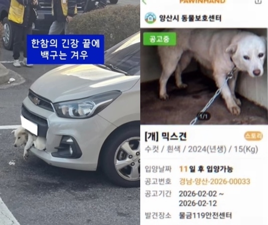 경남 김해의 한 도로에서 백구가 차량 앞 범퍼에 끼어들어가 있는 모습(왼쪽). 온라인 커뮤니티에 사진이 확산하고 한 동물보호단체가 소셜미디어(SNS)에 공개하며 동물 학대가 아니냐는 공분을 샀으나, 백구는 급정거한 차량 앞 범퍼에 들어갔으며 경찰과 구급대원이 출동해 차량 앞 범퍼를 뜯어내고 백구를 구조한 것으로 전해졌다. 현재 백구는 경남 양산의 유기동물 보호소에서 보호 중이다. 자료 : 동물권단체 케어