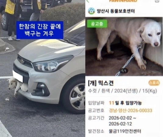 경남 김해의 한 도로에서 백구가 차량 앞 범퍼에 끼어들어가 있는 모습(왼쪽). 온라인 커뮤니티에 사진이 확산하고 한 동물보호단체가 소셜미디어(SNS)에 공개하며 동물 학대가 아니냐는 공분을 샀으나, 백구는 급정거한 차량 앞 범퍼에 들어갔으며 경찰과 구급대원이 출동해 차량 앞 범퍼를 뜯어내고 백구를 구조한 것으로 전해졌다. 현재 백구는 경남 양산의 유기동물 보호소에서 보호 중이다. 자료 : 동물권단체 케어