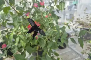 입춘 맞아 ‘함평 나비 날갯짓’ 시작