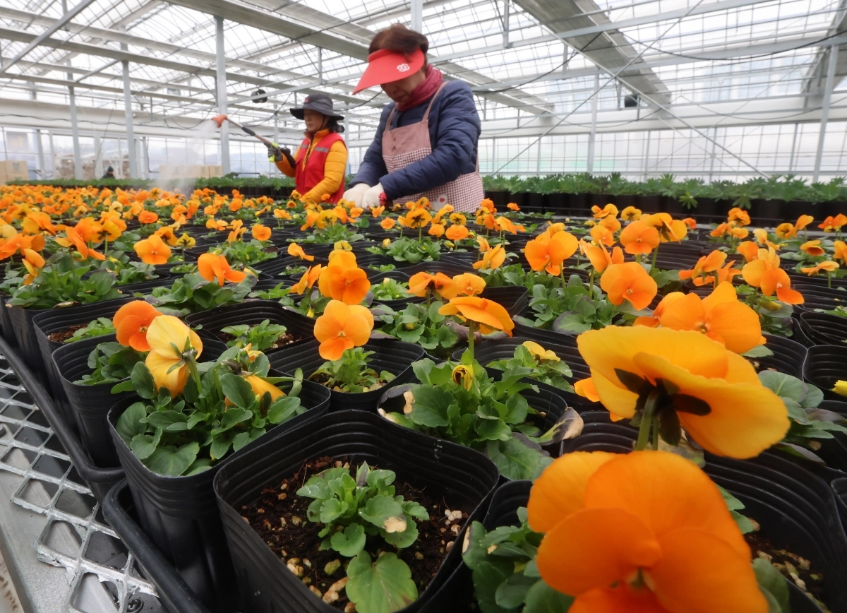 입춘 맞은 봄꽃