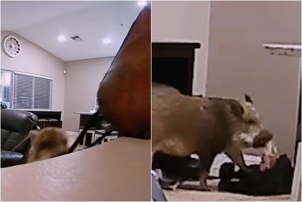 미국에서 한 초등학생이 숙제를 제출하지 못한 이유로 “돼지가 먹었다”고 설명했는데 이는 변명이 아닌 사실로 드러나 웃음을 주고 있다. 인스타그램(@thetinsleyherd) 영상 캡처