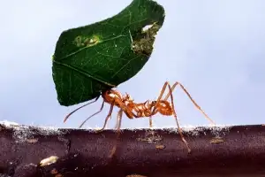 오존에 노출된 개미, 서로 못 알아보고 공격… 대기오염, 사회 불안정까지 부른다