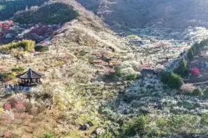 제25회 광양매화축제, 3월 13일 개막···입장료 지역상품권으로 환급