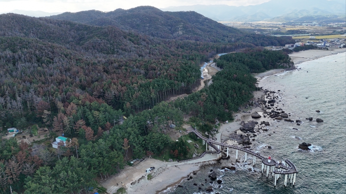 소나무재선충병 피해가 심각한 포항 북구 이가리 닺전망대. 산 정상부에서 바다 방향으로 확산하고 있는 모습. 서울신문 DB