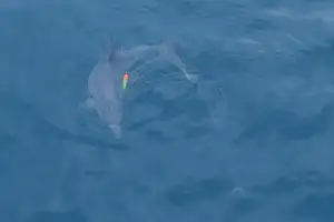 “낚싯줄·양식장 오염수·관광선박 3중고… 남방큰돌고래가 울고 있다”