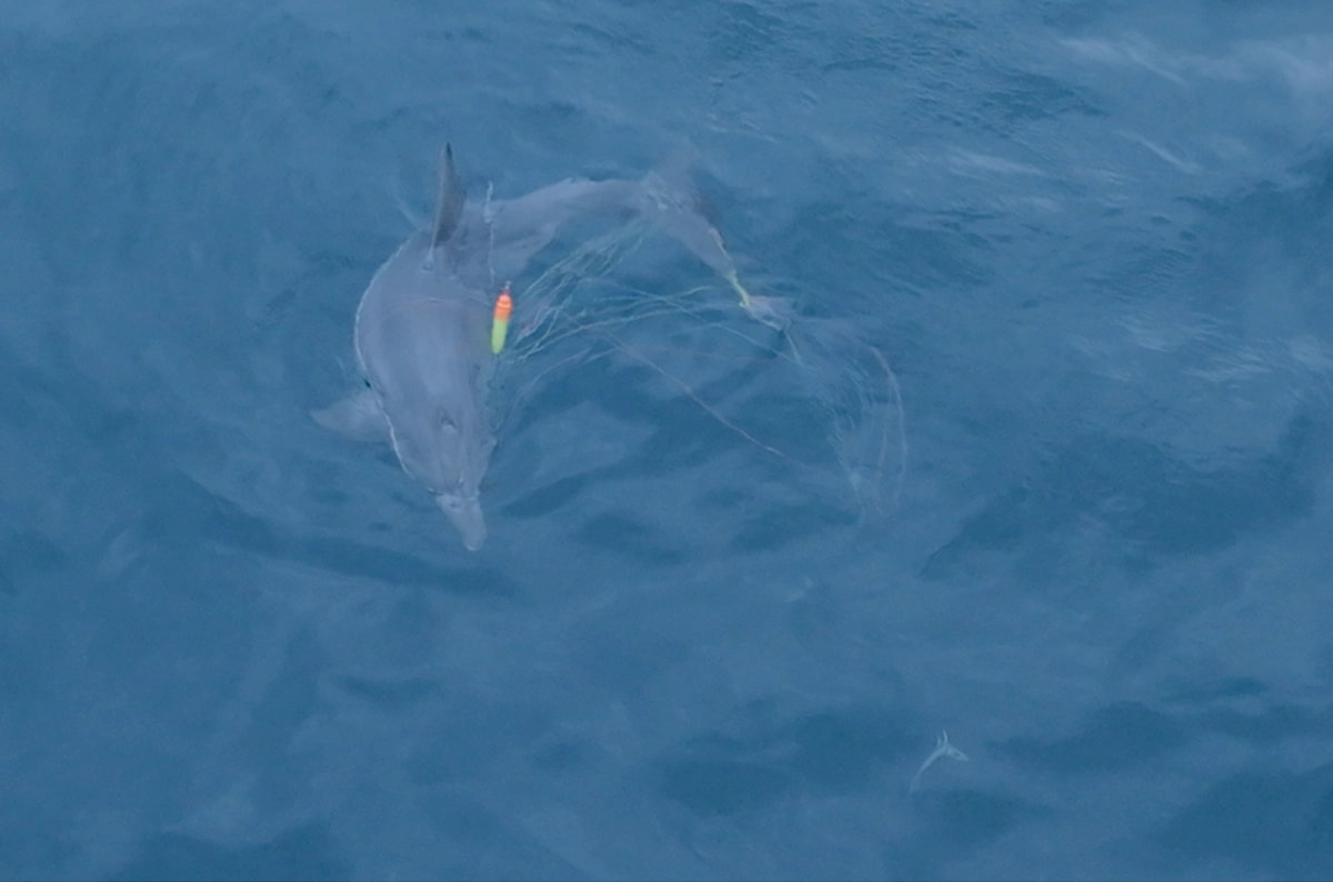 지난해 5월 14일 신도리 해양보호구역 인근에서 발견된 낚싯줄에 얽힌 남방큰돌고래 종달의 마지막 모습(2025년 5월 14일). 돌핀맨(이정준) 제공