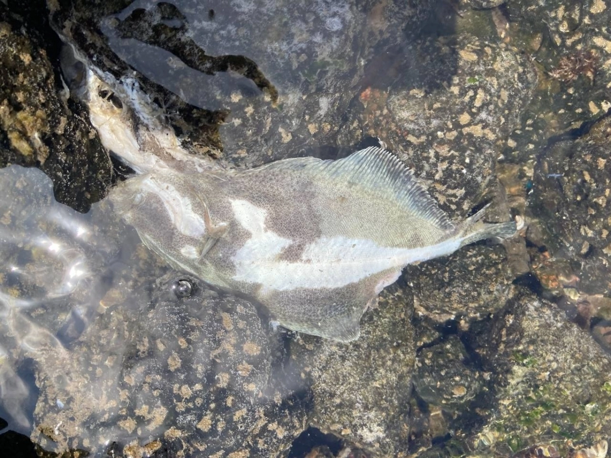 양식장 배출관을 통해 흘러나온 광어 사체. 해양시민과학센터 ‘파란’ 제공