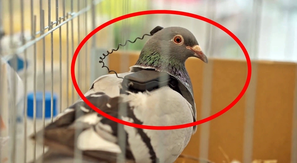 러시아 모스크바 소재 신경기술 스타트업 ‘네이리 그룹’은 살아있는 비둘기의 뇌에 신경 칩을 이식해 원격으로 조종하는 ‘사이보그 비둘기 드론’을 개발하고 있다. 네이리 그룹 자료