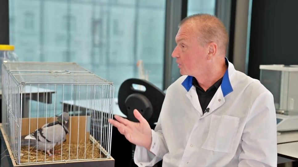 러시아 모스크바 소재 신경기술 스타트업 ‘네이리 그룹’은 살아있는 비둘기의 뇌에 신경 칩을 이식해 원격으로 조종하는 ‘사이보그 비둘기 드론’을 개발하고 있다. 네이리 그룹 자료