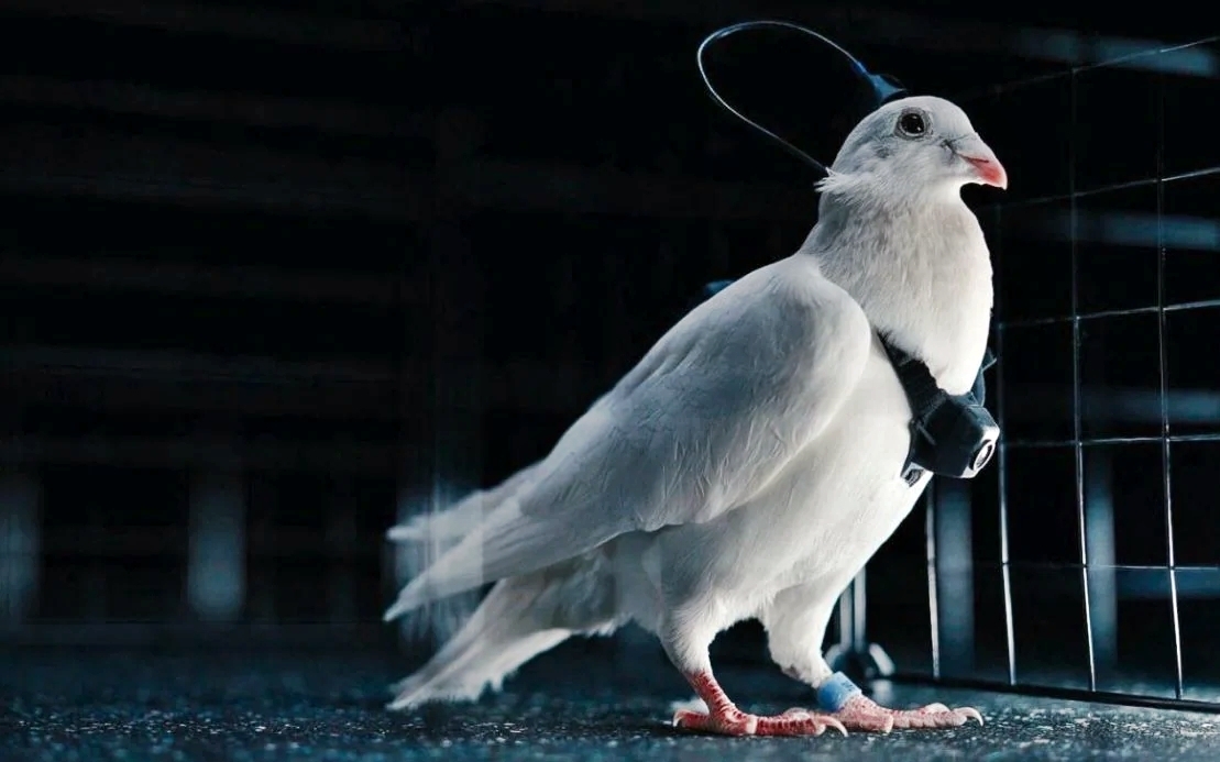 러시아 모스크바 소재 신경기술 스타트업 ‘네이리 그룹’은 살아있는 비둘기의 뇌에 신경 칩을 이식해 원격으로 조종하는 ‘사이보그 비둘기 드론’을 개발하고 있다. 네이리 그룹 자료