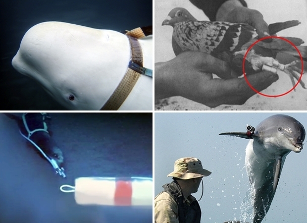 군사무기로 이용된 동물들. 왼쪽 위부터 시계방향으로 노르웨이 해안에서 발견된 러시아 전투 벨루가, 제1차 세계대전 당시 독일군 정찰 비둘기, 미 해군이 훈련시킨 바다사자, 미 해군의 돌고래/사진=AP 연합뉴스, 미 해군
