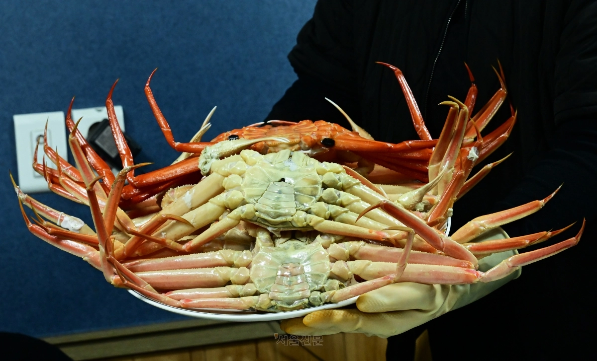 대게와 붉은대게찜. 쪘을 때 배가 흰 녀석이 대게다. 붉은대게의 배는 쪄도 붉다.