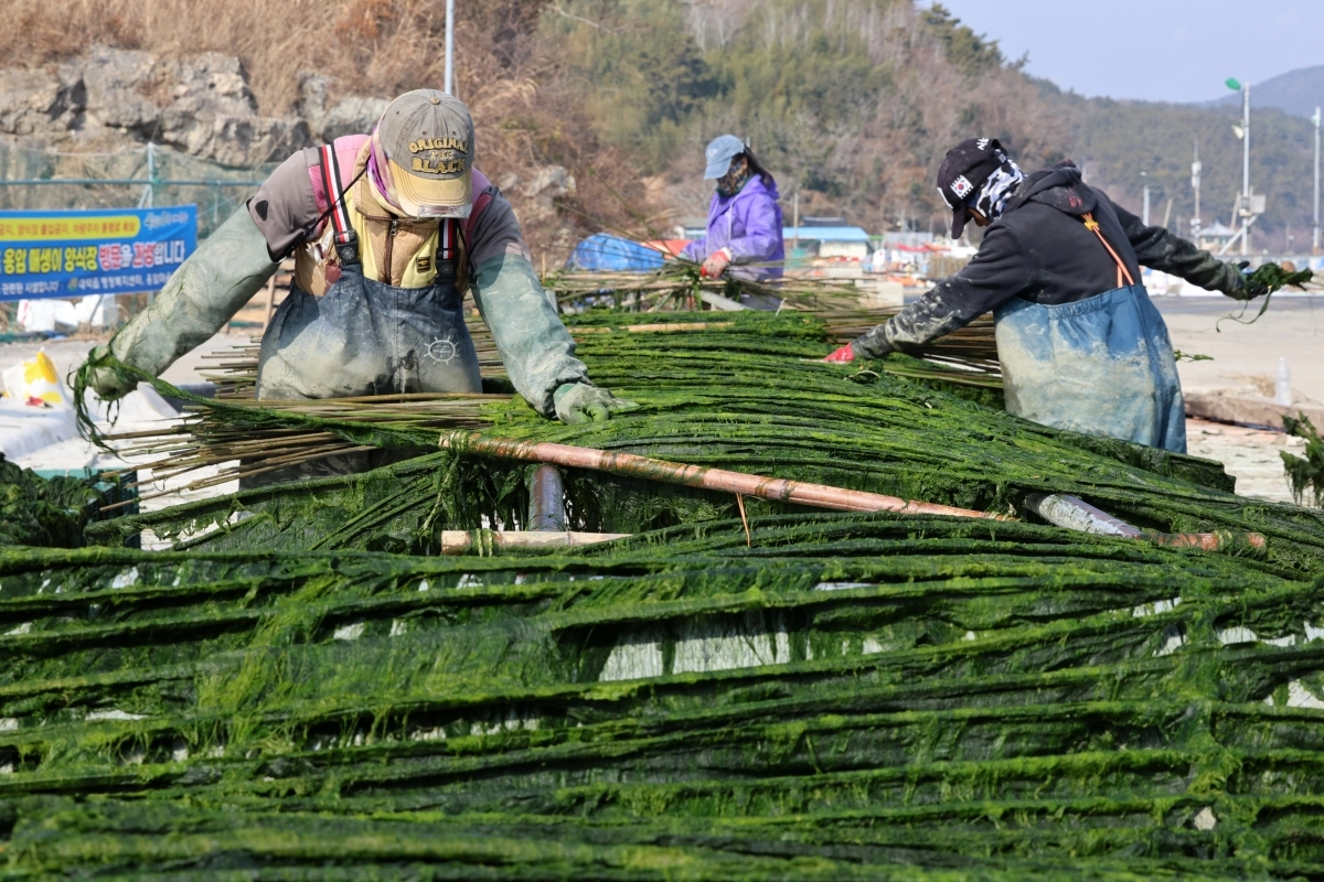 ‘바다의 초록 보석’ 장흥 매생이