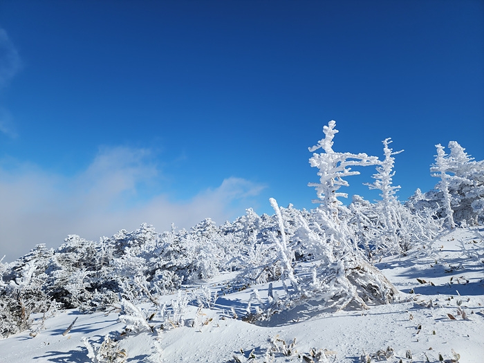 기상청은 제주 산지에 6일 밤부터 눈이 시작돼 7일 오전부터 8일 밤까지 이어질 것으로 예보했다. 세계유산본부 한라산국립공원 제공