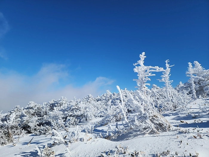 기상청은 제주 산지에 6일 밤부터 눈이 시작돼 7일 오전부터 8일 밤까지 이어질 것으로 예보했다. 세계유산본부 한라산국립공원 제공