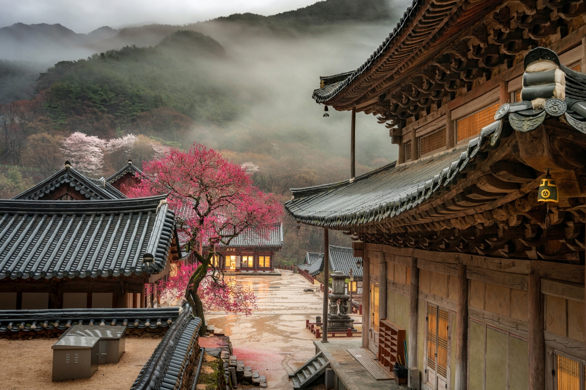 제3회 홍매화 사진전 대상(총무원장상) 수상작. 화엄사 제공.