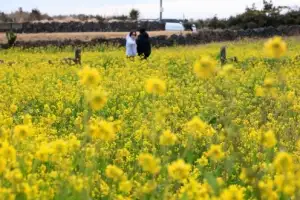[포토] ‘다가오는 봄’ 노랗게 물든 유채꽃밭