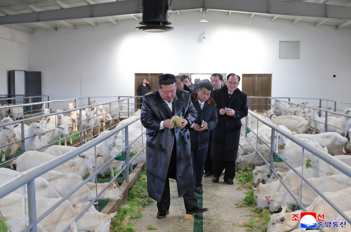 북한, 삼광축산농장 조업