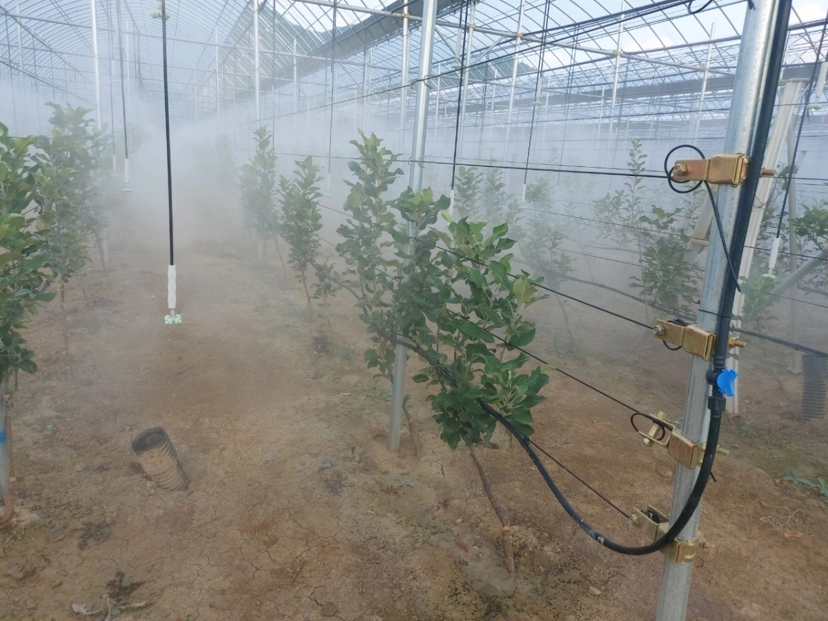 재해대응형 과수 재배시설에서 고온에 대비해 미세살수가 이뤄지는 모습. 경북도 제공