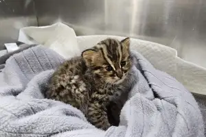 경기도, 지난해 야생동물 전국 최다 3821마리 구조…47.6% 자연 복귀