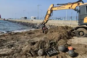 “하루 종일 치워도 다음날 또 쌓여”… 이호해변 ‘괭생이모자반’과 15일째 ‘끝모를 전쟁’