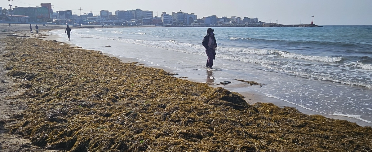 이호테우해수욕장 해변을 뒤덮은 괭생이모자반. 제주 강동삼 기자