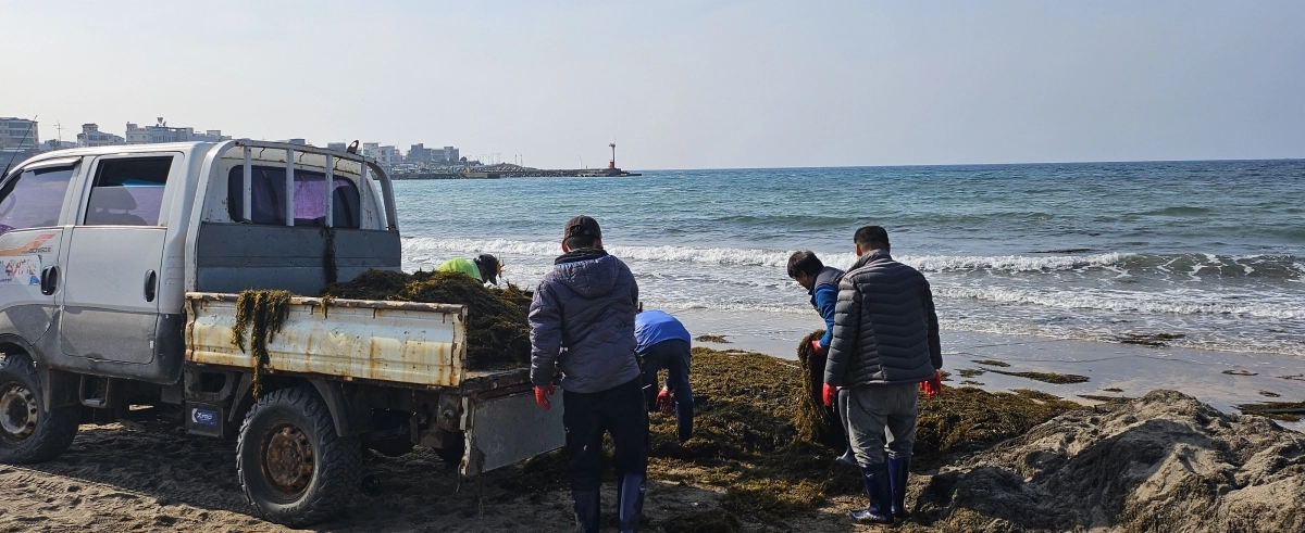 5일 이호동 바다환경지킴이들이 이호테우해수욕장에서 전날 해변에 밀려든 괭생이모자반을 하루종일 수거하고 있다. 제주 강동삼 기자
