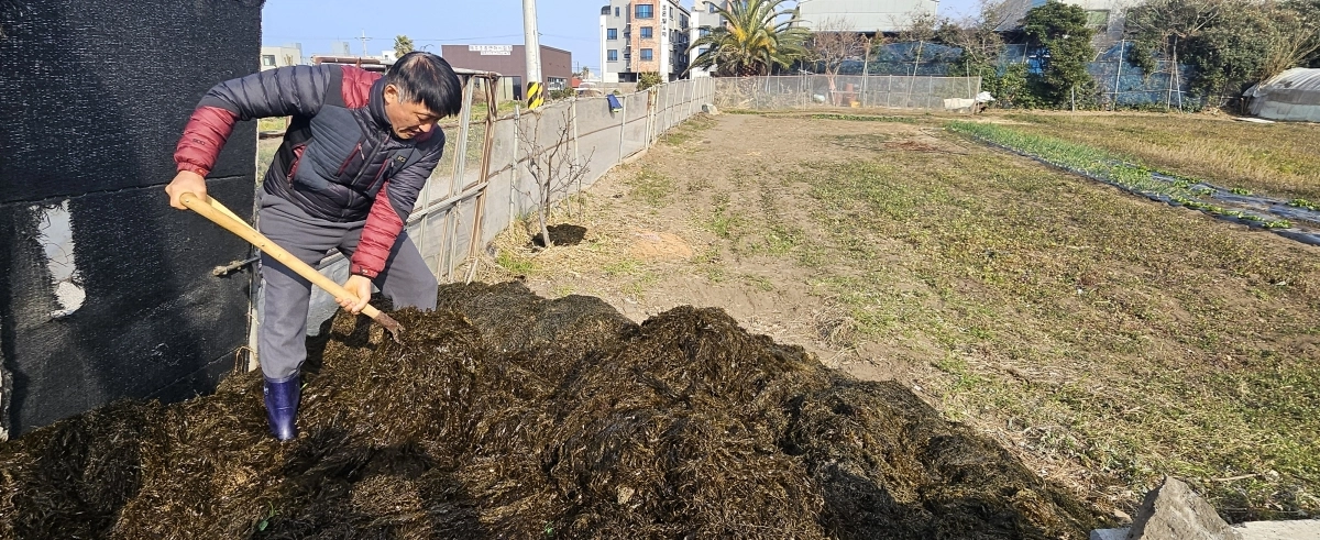 이호동 주민 김희철씨가 수거한 괭생이모자반을 지원받아 밭에 거름으로 활용할 준비를 하고 있다. 제주 강동삼 기자