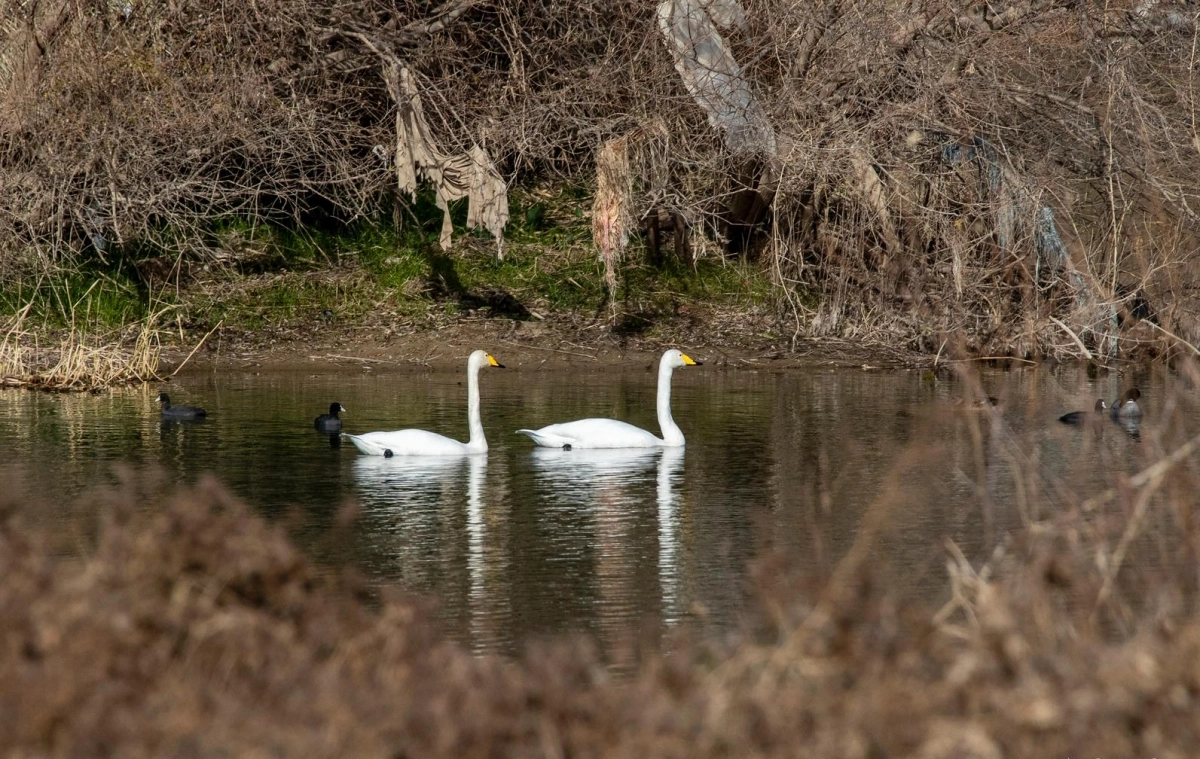 울산 태화강을 찾은 큰고니. 서울신문DB