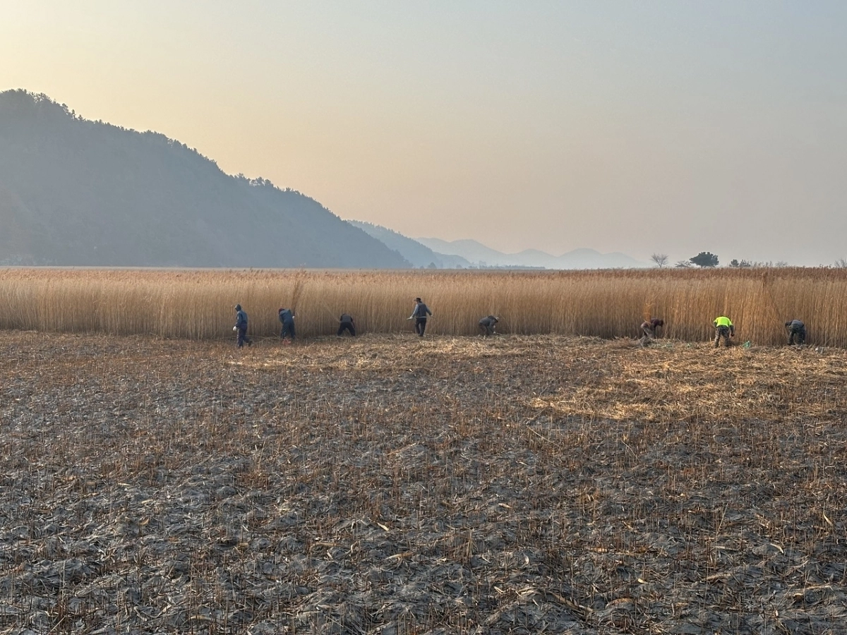 지역 주민들이 순천만 갈대숲 탐방로 묵은갈대를 베고 있다.
