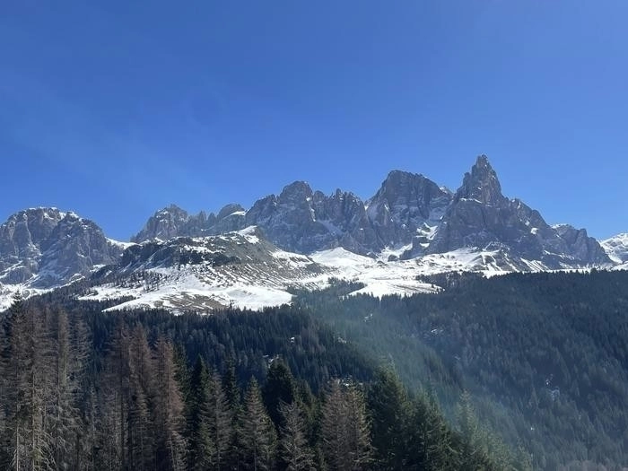 지난해 호주, 이탈리아, 영국 공동 연구팀이 이탈리아 돌로미테 산맥의 나무들이 일식이 일어나기 전에 생체 전기신호 소통을 했다는 연구를 발표했다. 그러나, 나무들의 전기 활동 증가와 일식과는 상관 없다는 반론 연구가 나왔다.  호주 서던 크로스대 제공