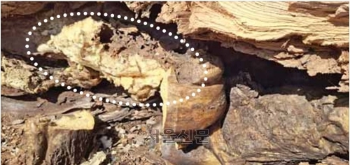 보호수 외과수술 과정에서 나무 속 빈 공간에 대량으로 주입된 우레탄 폼(점선 안)이 모습을 드러내고 있다.