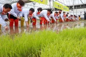[포토] 풍년을 기원하며… 전국 첫 모내기