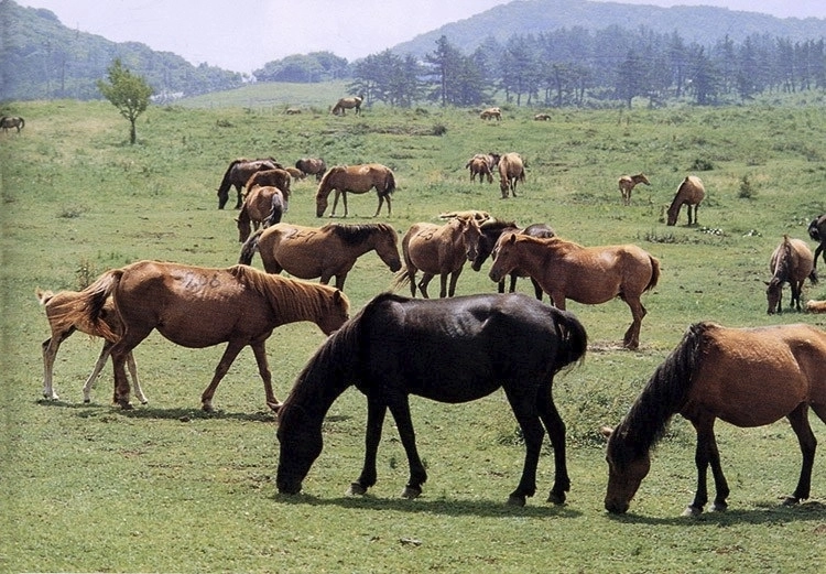 4500년 전 가축화된 말은 수천 년 전부터 농업과 교역, 전쟁의 판도를 바꾸는 중요한 역할을 했다. 사진은 방목 중인 제주마의 모습. 국가유산청 제공