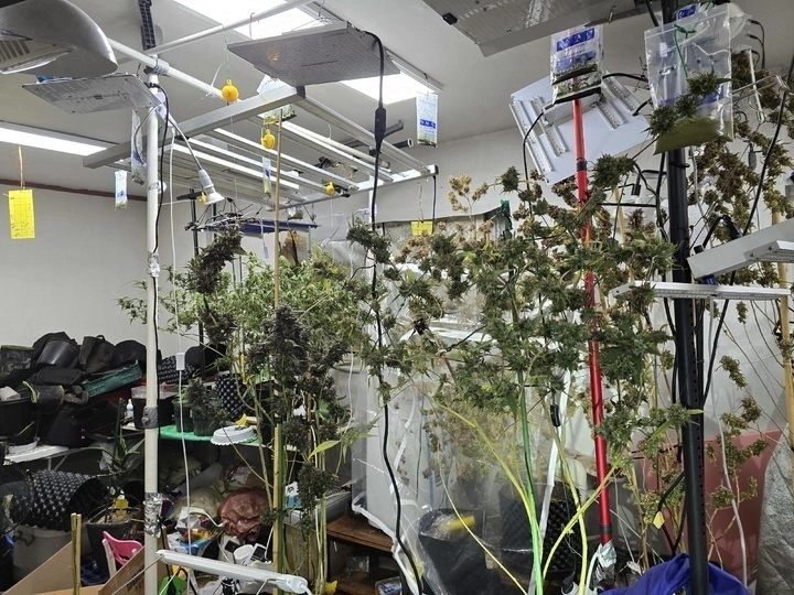 오산시 한 상가 건물에서 재배 중인 대마(마약범죄 정부합동수사본부 제공)