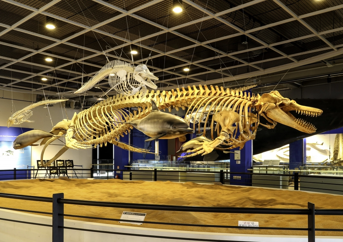 울산 남구 고래박물관에 전시된 대형 혹등고래뼈. 서울신문DB