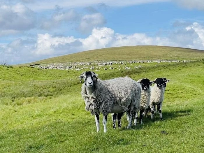 현재처럼 온실가스가 계속 배출될 경우 2100년이 되면 전 세계적으로 소, 양, 염소를 방목해 키울 수 있는 지역이 절반가량 사라질 것이라는 연구 결과가 나왔다.  영국 맨체스터대 제공