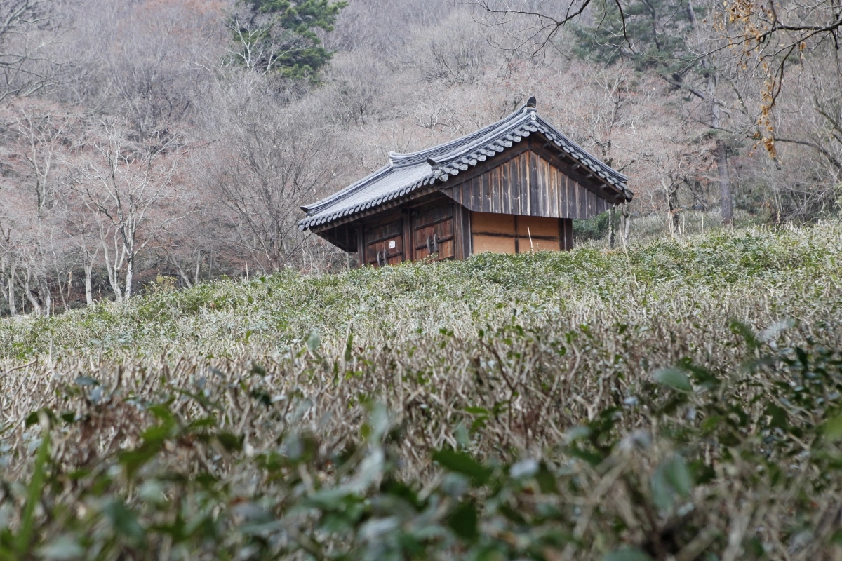 전남 순천시 선암사 칠전선원 뒤편의 야생차밭. 야생차는 겨울 한가운데서도 푸른빛을 잃지 않는다.