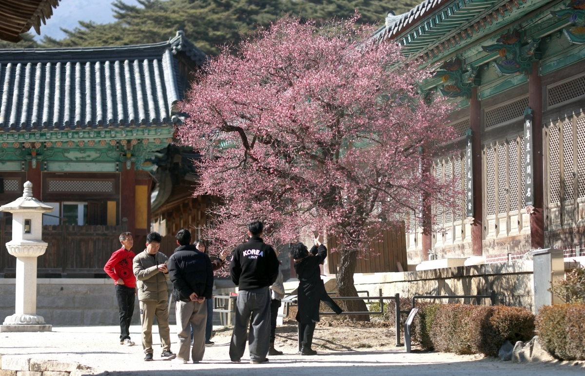 양산 통도사 홍매화 활짝