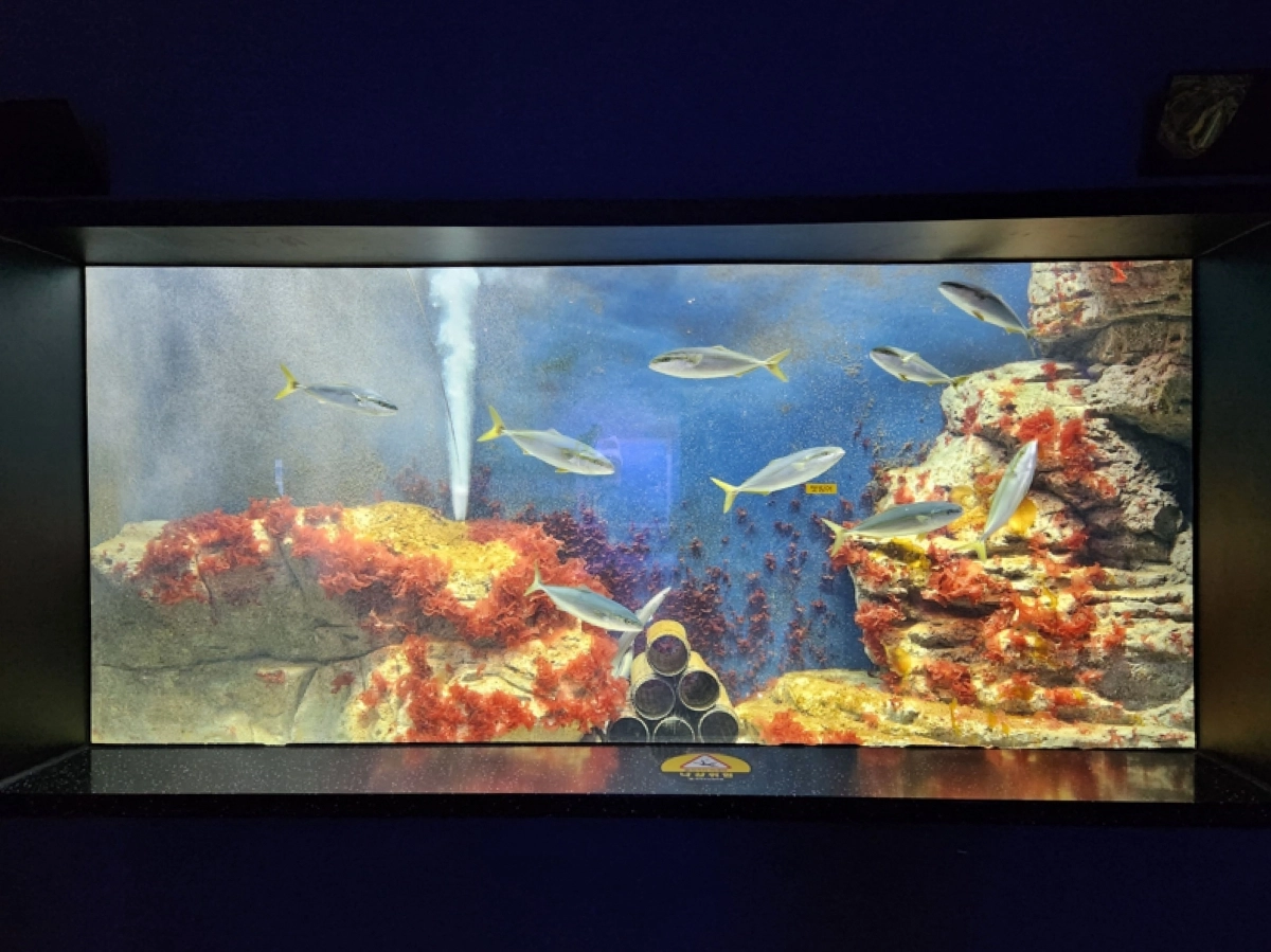 해양수산과학관의 토산어종 잿방어.