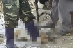 “입양하신 개들은요?” “잡아먹었는데요”…바둑이 가족, 도살당했다