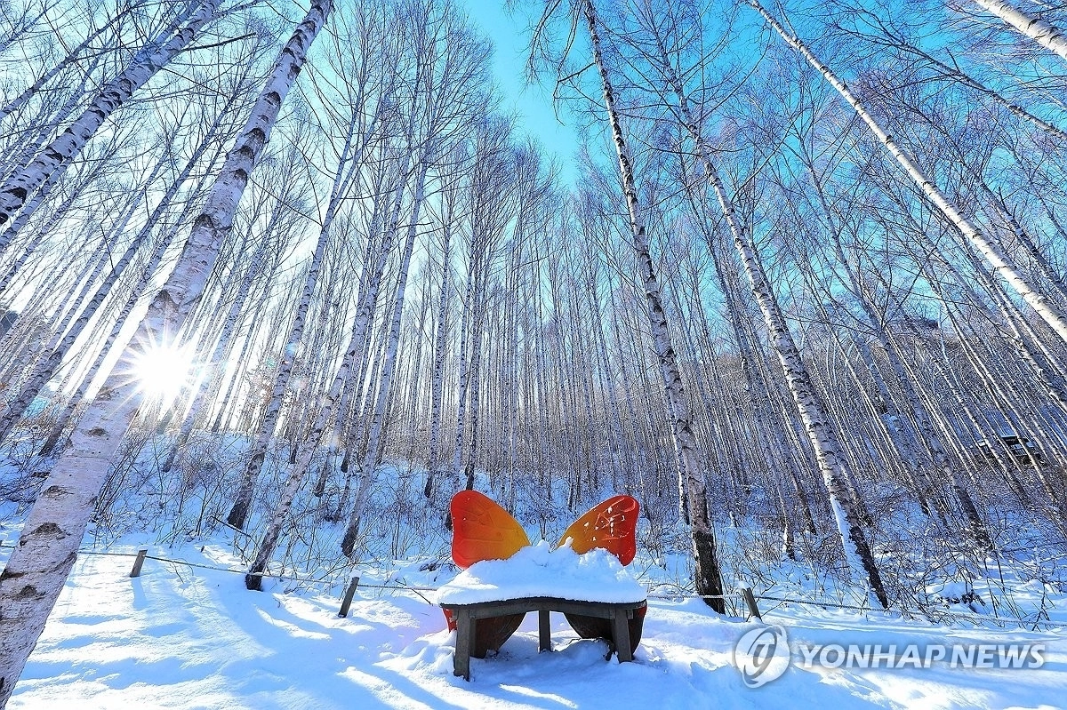 겨울 햇살 쏟아지는 인제 자작나무숲. 연합뉴스