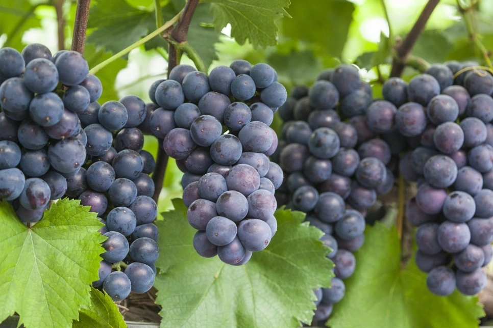 '방방곡곡에 입소문 난' 안산 대표 특산물 7선(選)은 무엇? - 뉴스 썸네일 이미지